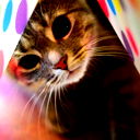 Девушка Кошка
