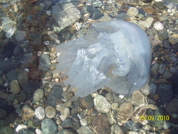 Валерия Валерия