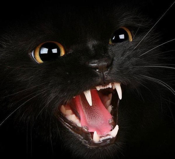 Ольга Карпенко