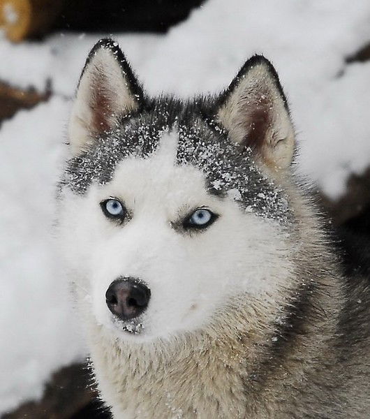 Шолпан Джумабекова
