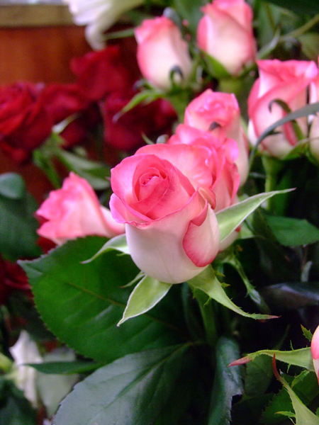 Евгения Зинченко