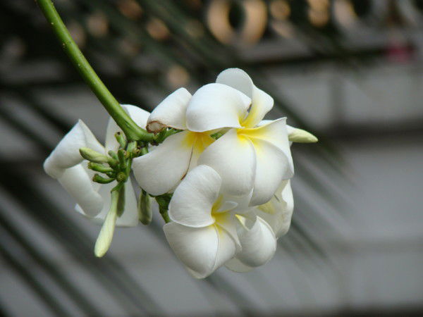 Галина Загинаева