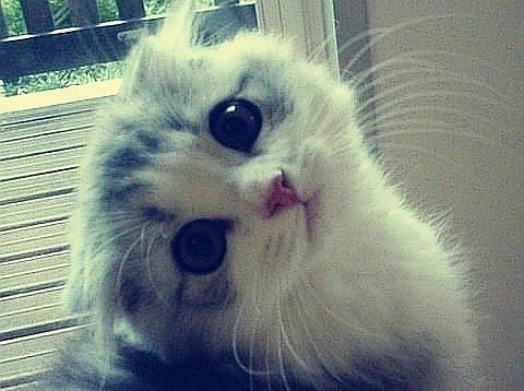 Алексей Алексеев