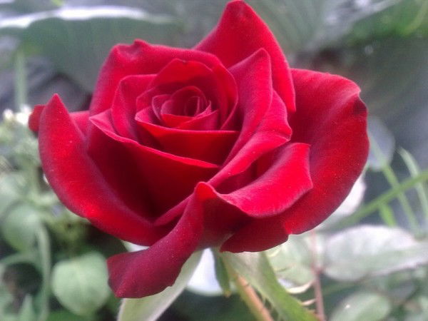 Валентина Соколова