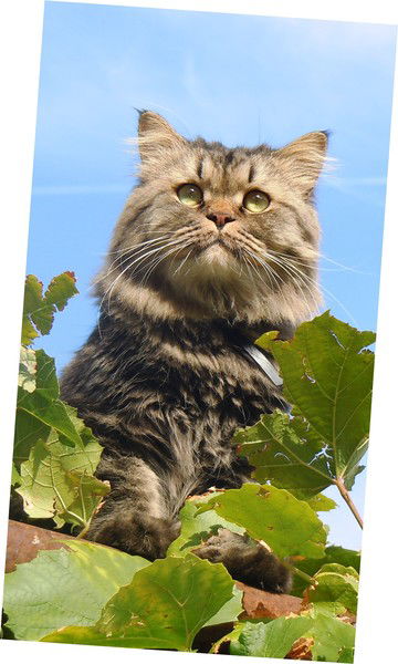 Елена Ракитина