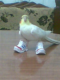 Иоланта Иола