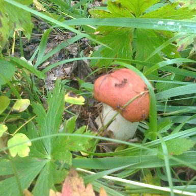 Евгений Чабулин