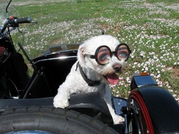 Владимир Дунаев