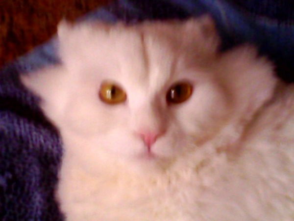 Лариса Абдрахманова