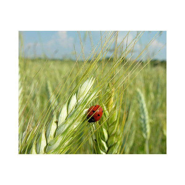 Иркутский Филиал