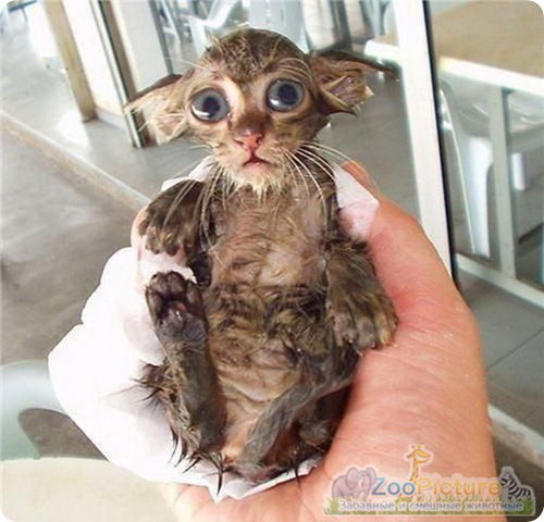 Павел Каверзнев