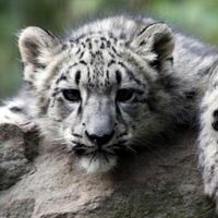 Елизавета Боровкова