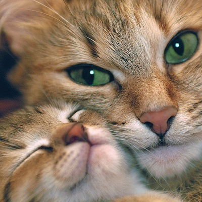 Александра Котова