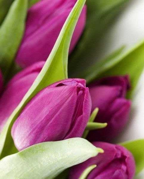 Любовь Спицына