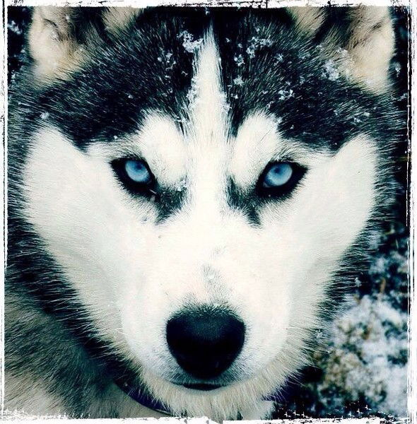 Ермек Шамгунов