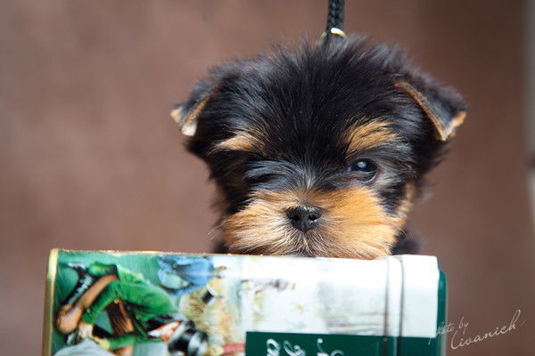 Оксана Жогинова