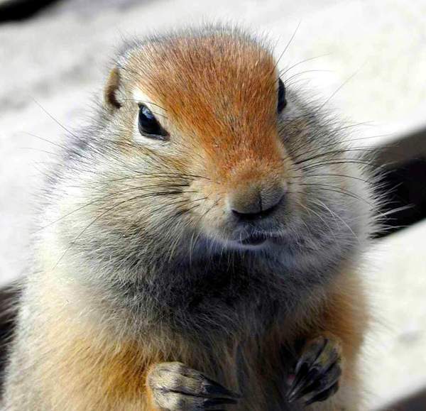 Станислав Сусликов