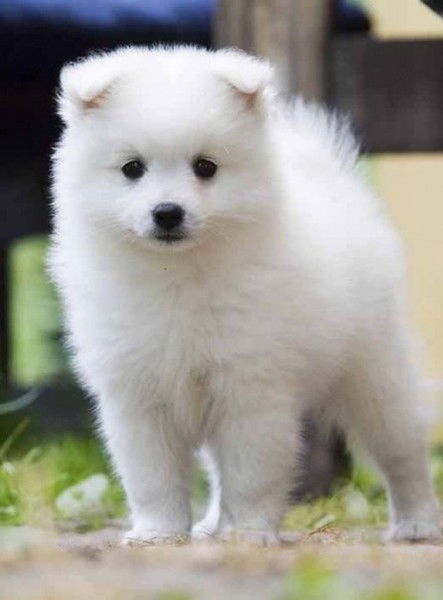 Александр Покарев