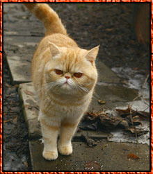 Елена Бадьина