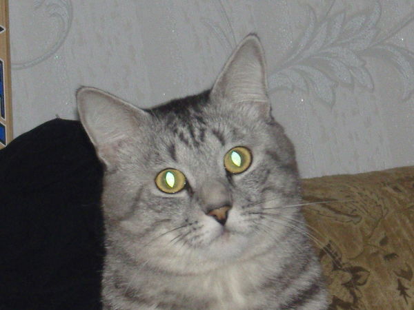 Денис Васин