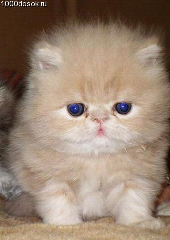 Инга Маркарян