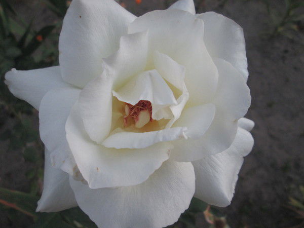 Лена Богуш-Измайлова