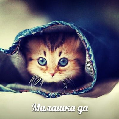 Хазрин Гасымова