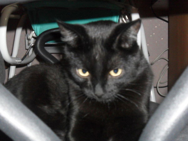 Лариса Анцупова