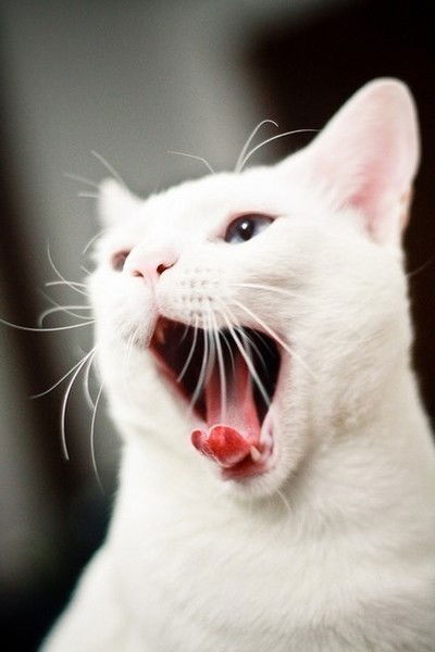 Карина Зырянова