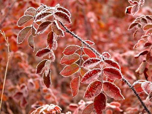 Михаил Гребенкин