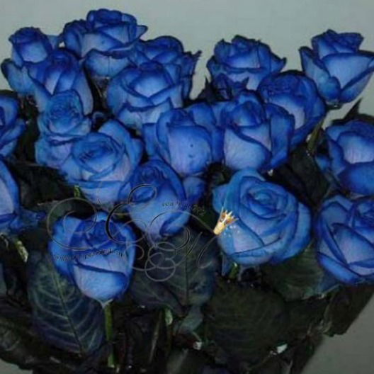 Марина Девочка