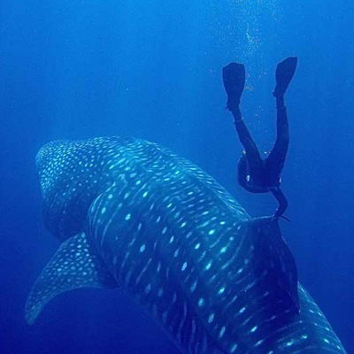 Сергей Сейфутдинов