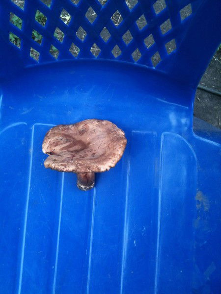 Антон Кузнецов