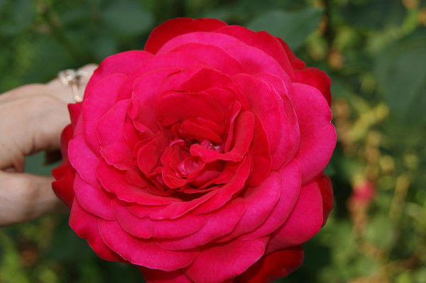 Светлана Исаева