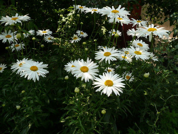 Валентина Голякова