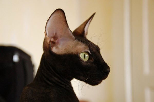 Роман Капустин