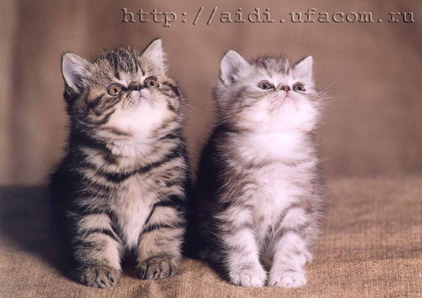 Наталья Перепечаева