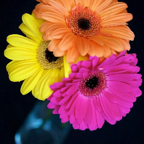 Высоцкая Елена