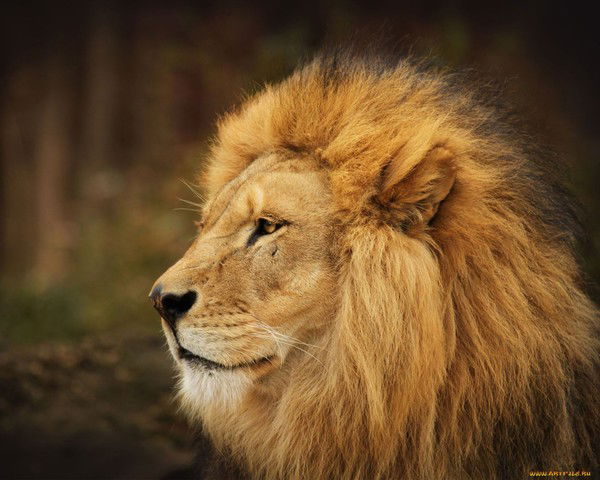 Максим Петров