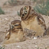 Леша-И Вика