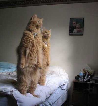 Арман Даугереев