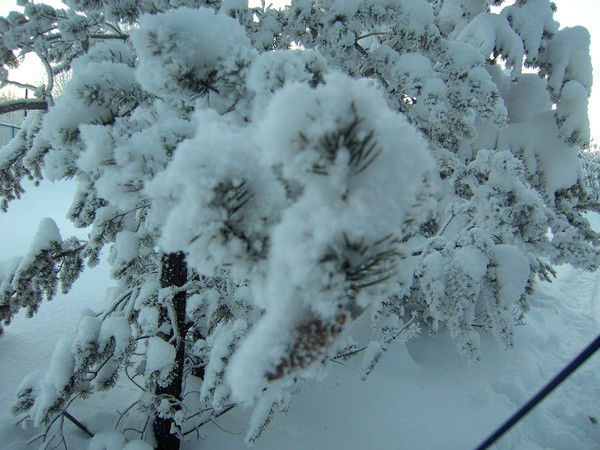 Константин Шумков