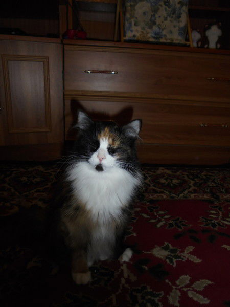 Дмитрий Петров