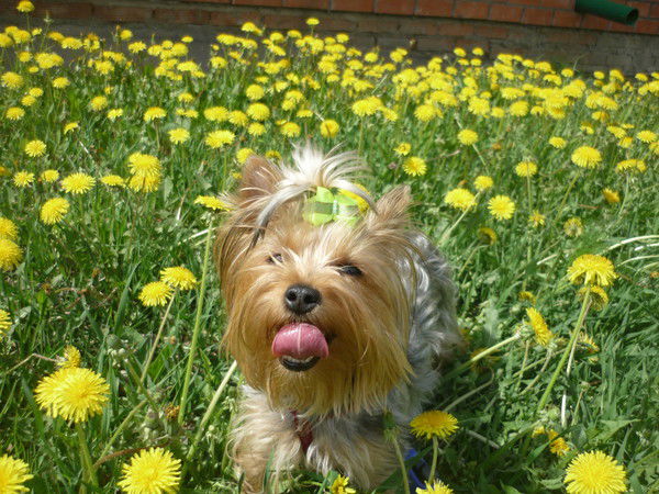 Лена Лаглакян