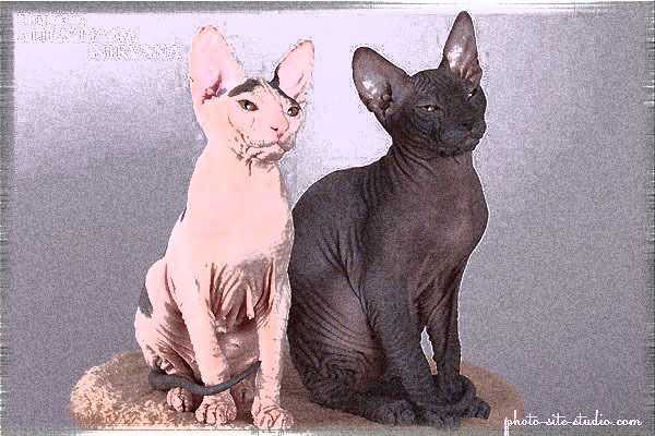 Анна Долгая