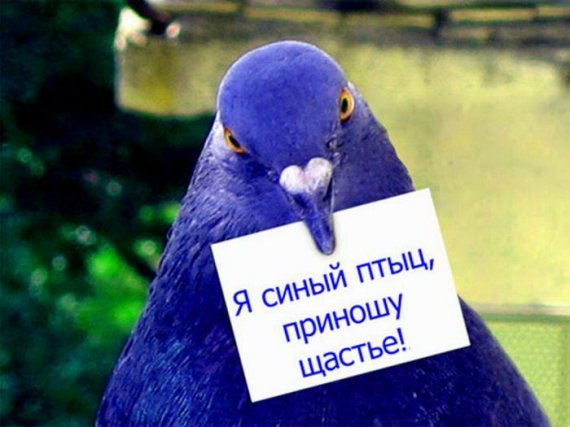 Оксана Колесникова