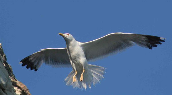 Николай Седов