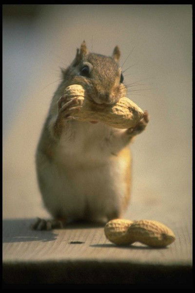 Вовка Tereshkoff