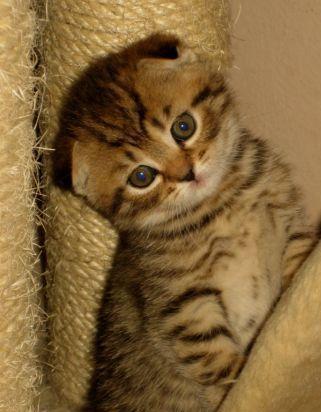 Ольга Орлова