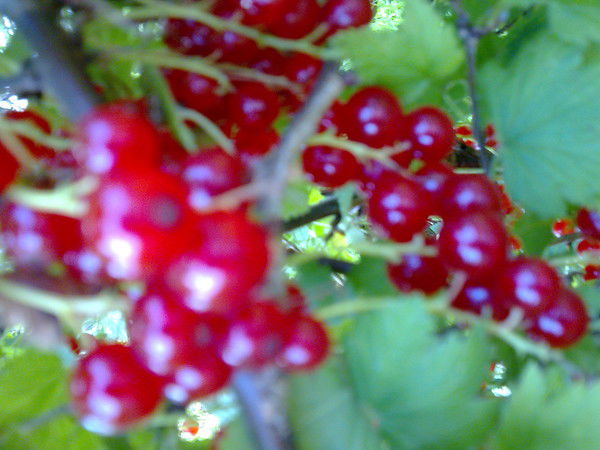 Елена Кремнева